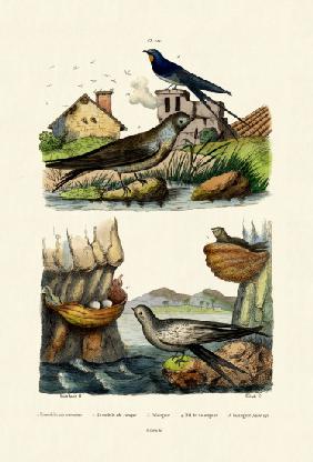 Barn Swallow 1833-39