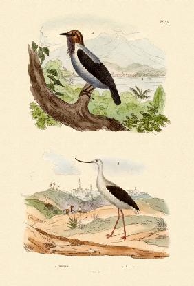 Bearded Bellbird 1833-39