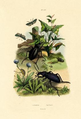 Beetles 1833-39