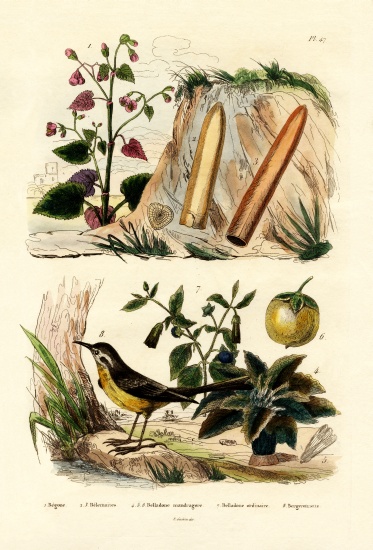 Begonia von French School, (19th century)