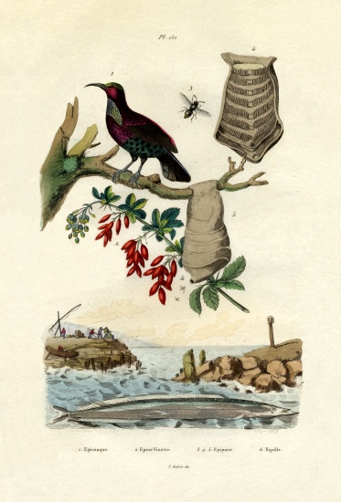 Bird of Paradise von French School, (19th century)
