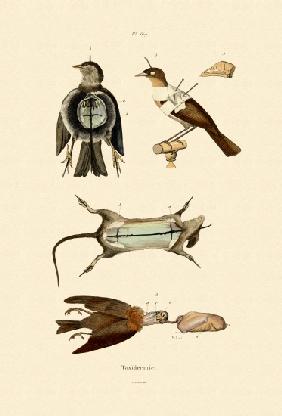 Birds 1833-39