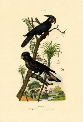 Black Palm Cockatoo 1833-39