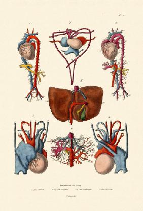 Blood Circulation 1833-39