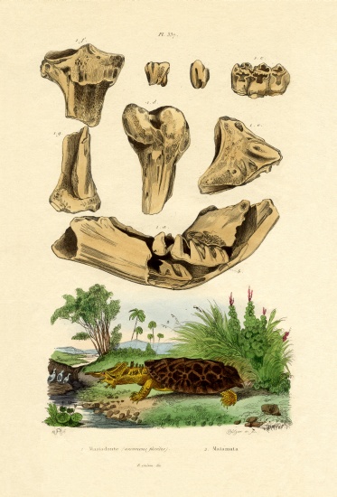 Bone Fossils von French School, (19th century)