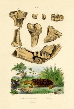 Bone Fossils 1833-39