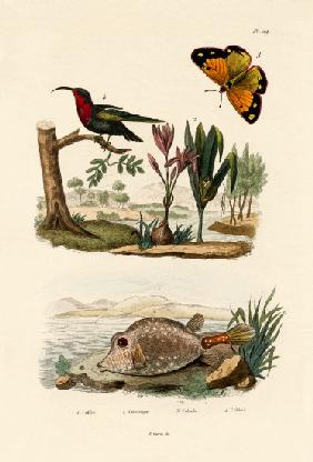 Boxfish 1833-39