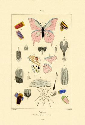 Butterflies 1833-39