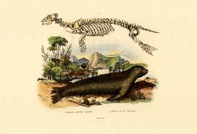 Cape Fur Seal 1833-39