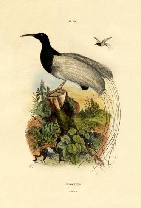 Cape sugarbird 1833-39