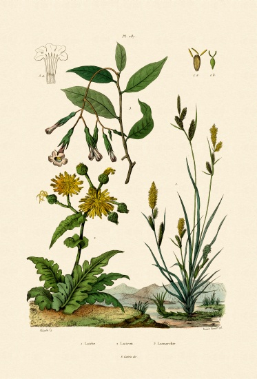 Carex von French School, (19th century)