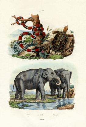 Coral Snake 1833-39