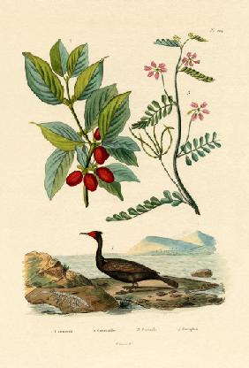 Cormorant 1833-39