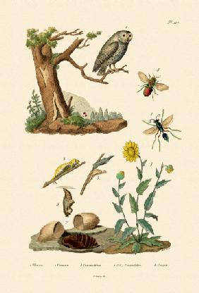 Cricket Hunter Wasp 1833-39