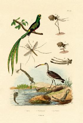Curlew 1833-39