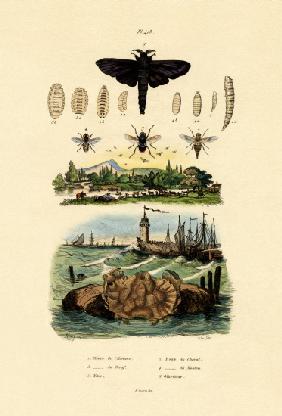 Dark Giant Horsefly 1833-39