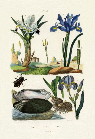 Engraver Beetle von French School, (19th century)