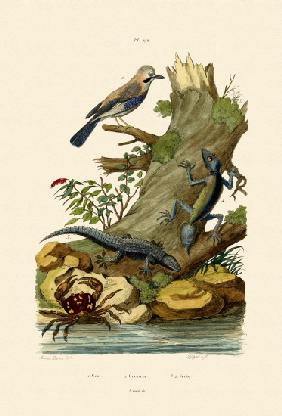 Eurasian Jay 1833-39