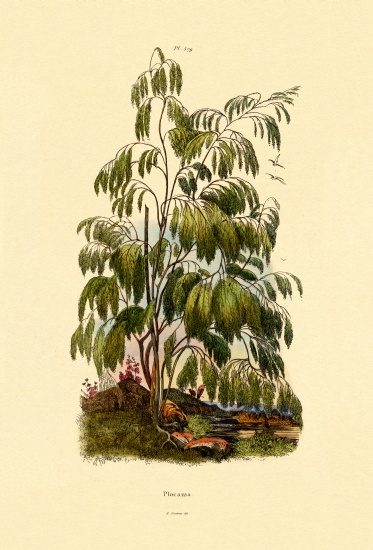 Evergreen Bush von French School, (19th century)