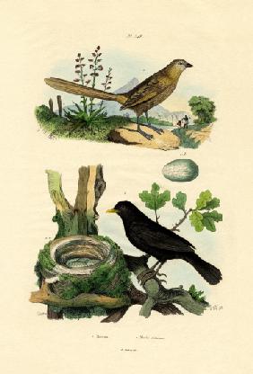 Fairy-wren 1833-39