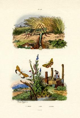 Fall Webworm Moth 1833-39