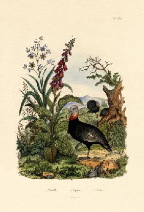 Flaxlily 1833-39