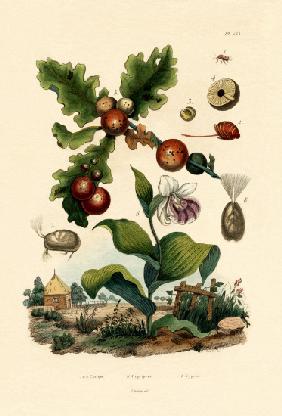 Gall wasp 1833-39