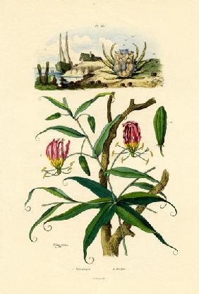 Gloriosa Lily 1833-39