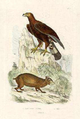 Golden Eagle 1833-39
