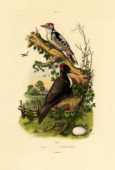 Greater Spotted Woodpecker von French School, (19th century)