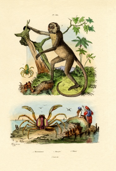 Green Huntsman Spider von French School, (19th century)