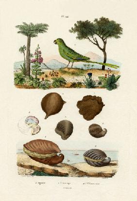 Ground Parrot 1833-39