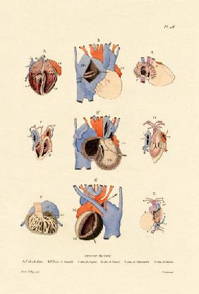 Heart Structure 1833-39