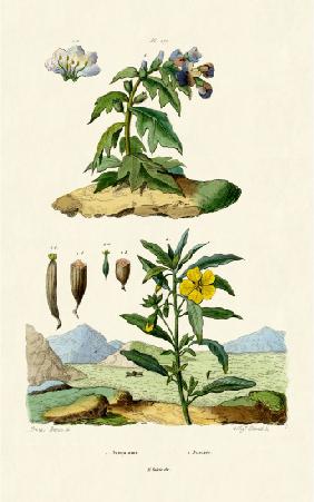 Henbane 1833-39