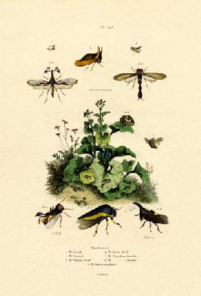 Homoptera 1833-39