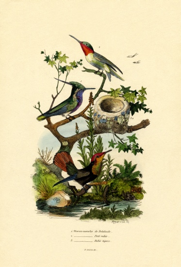 Hummingbirds von French School, (19th century)
