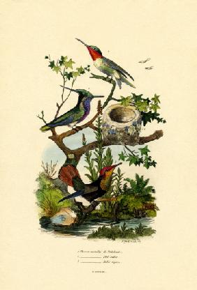 Hummingbirds 1833-39