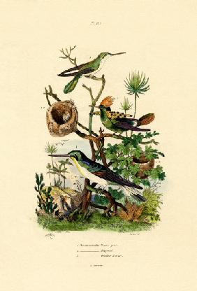 Hummingbirds 1833-39