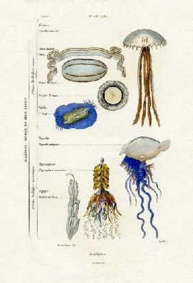 Jellyfish 1833-39