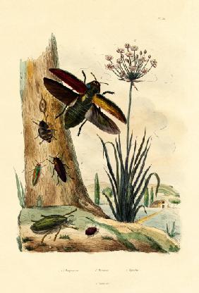 Jewel Beetles 1833-39