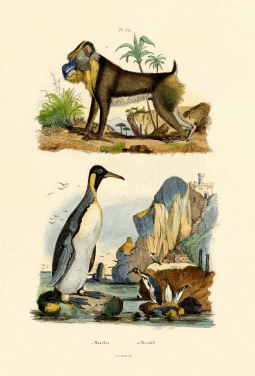 King Penguin von French School, (19th century)