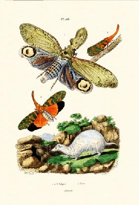 Lanternfly 1833-39