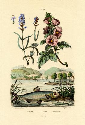 Lavender 1833-39