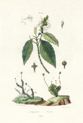 Liverwort 1833-39