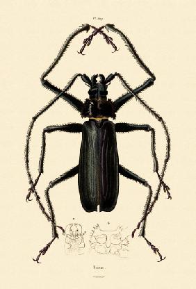 Long-horned Beetle 1833-39