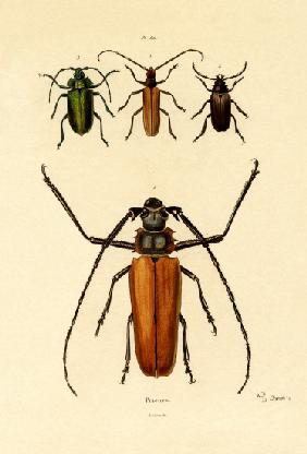 Long-horned Beetles 1833-39