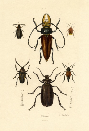 Long-horned Beetles von French School, (19th century)