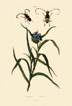 Longhorn Beetles 1833-39