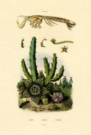 Mantis Shrimp von French School, (19th century)