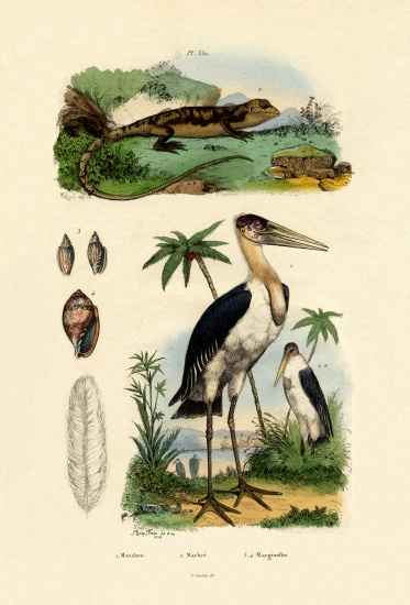 Marabou Stork von French School, (19th century)